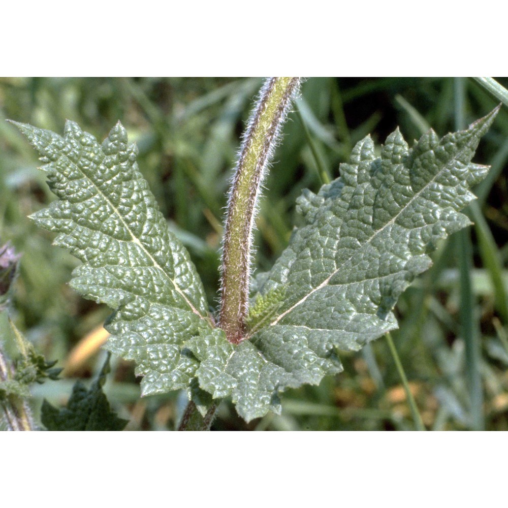 salvia verbenaca l.