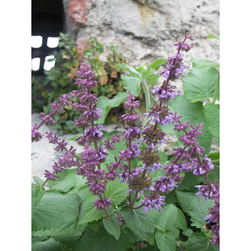 salvia verticillata l.