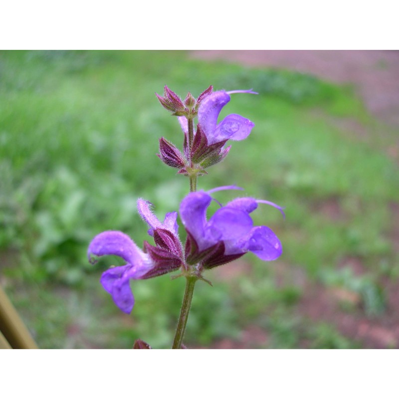 salvia virgata jacq.