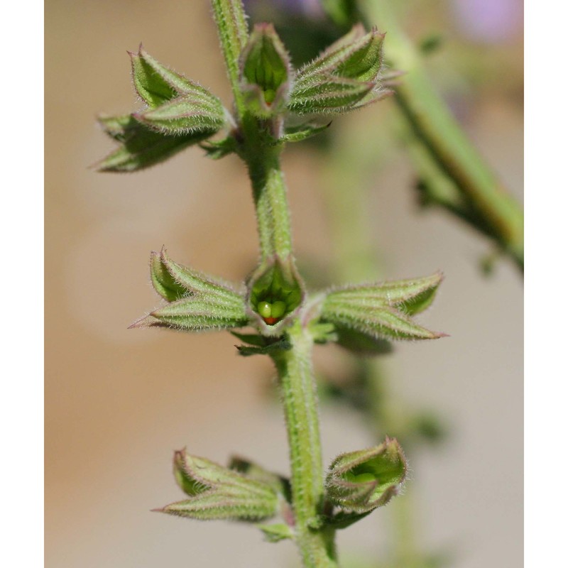 salvia virgata jacq.