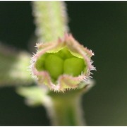 salvia virgata jacq.