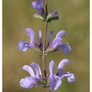 salvia virgata jacq.