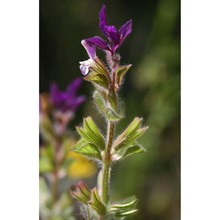 salvia viridis l.