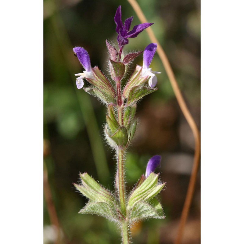 salvia viridis l.