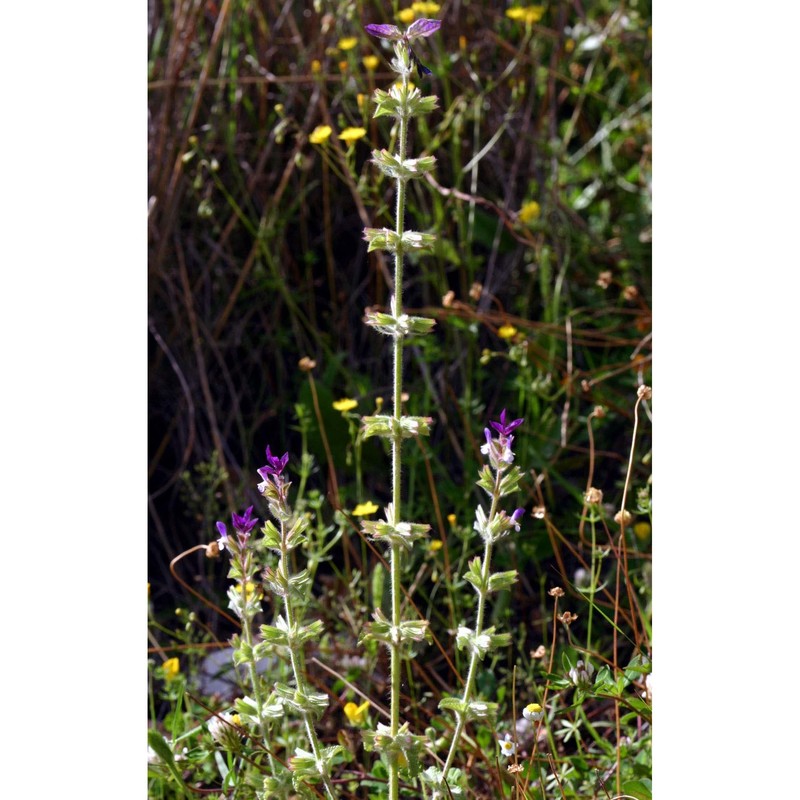 salvia viridis l.