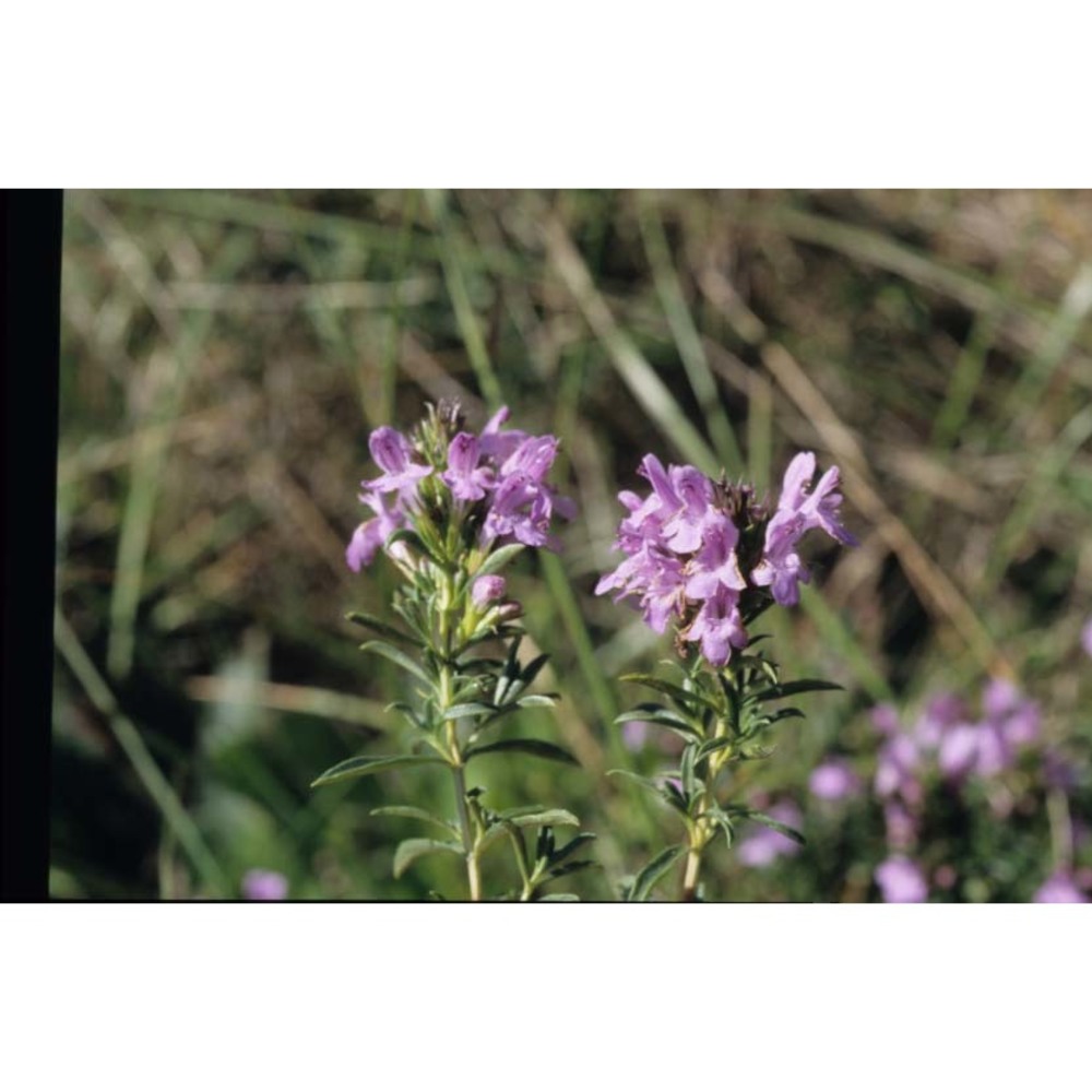 satureja subspicata bartl. ex vis. subsp. liburnica Šilić