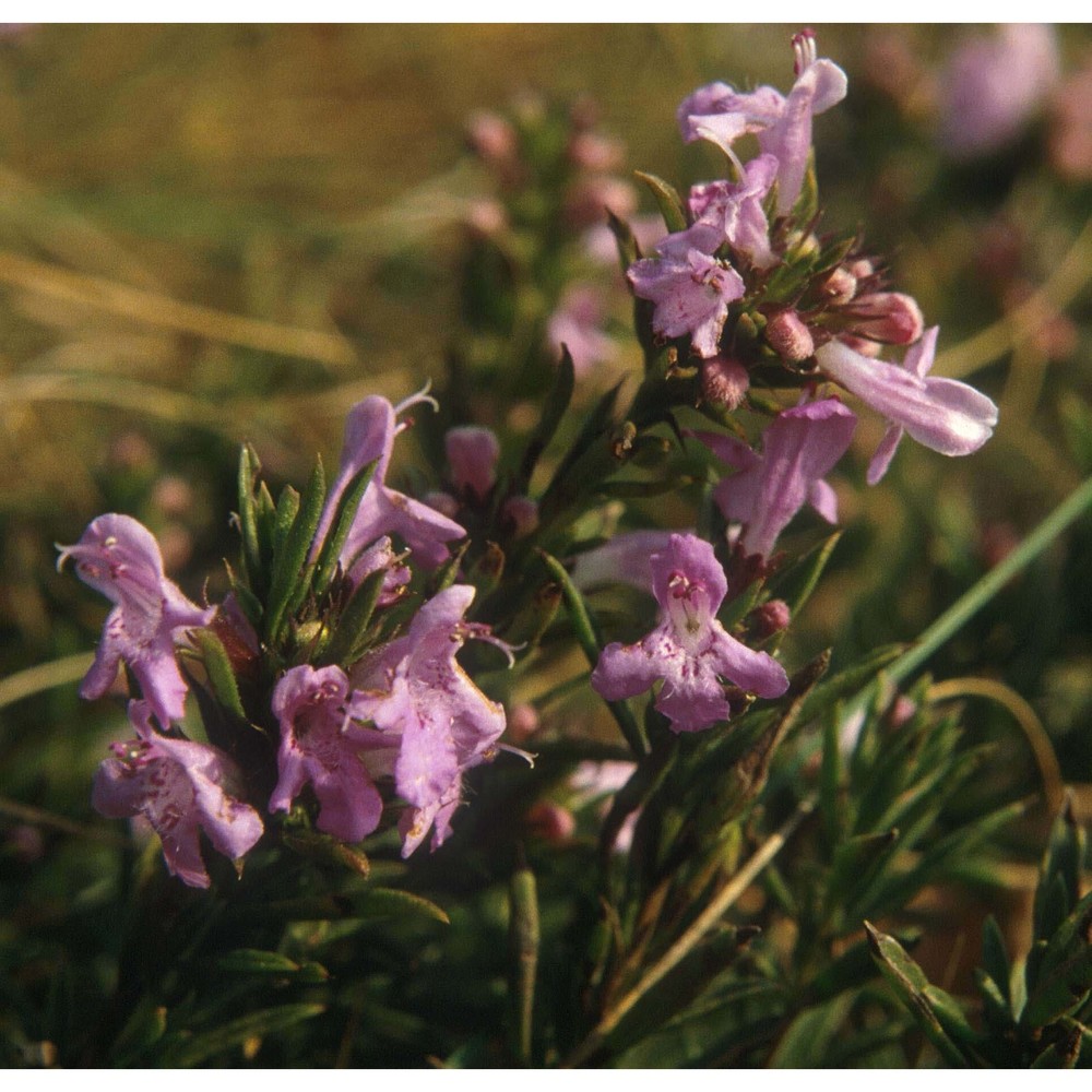 satureja subspicata bartl. ex vis. subsp. liburnica Šilić