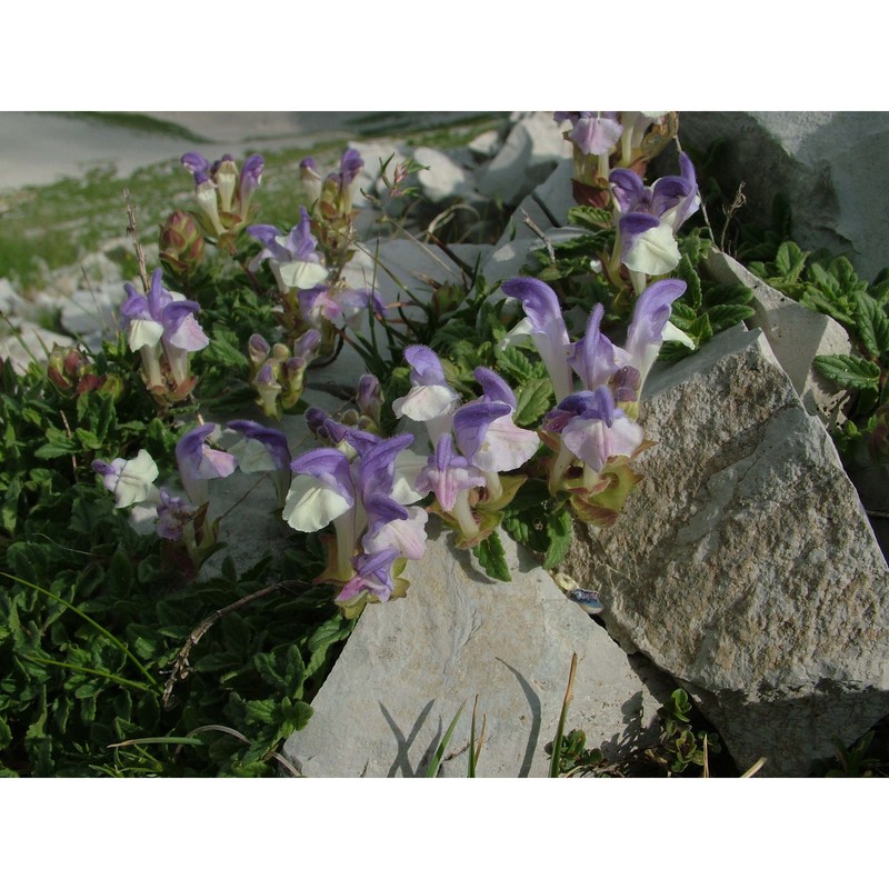 scutellaria alpina l.