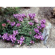 scutellaria alpina l.