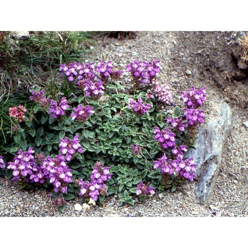 scutellaria alpina l.