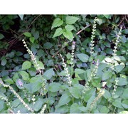 scutellaria columnae all.