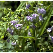 scutellaria galericulata l.