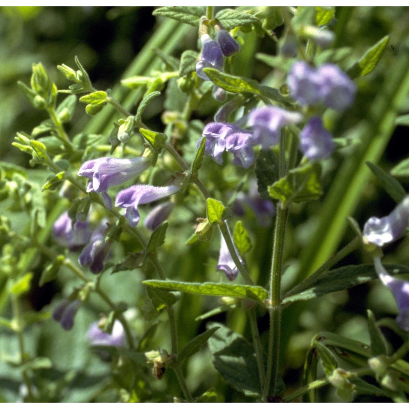 scutellaria galericulata l.