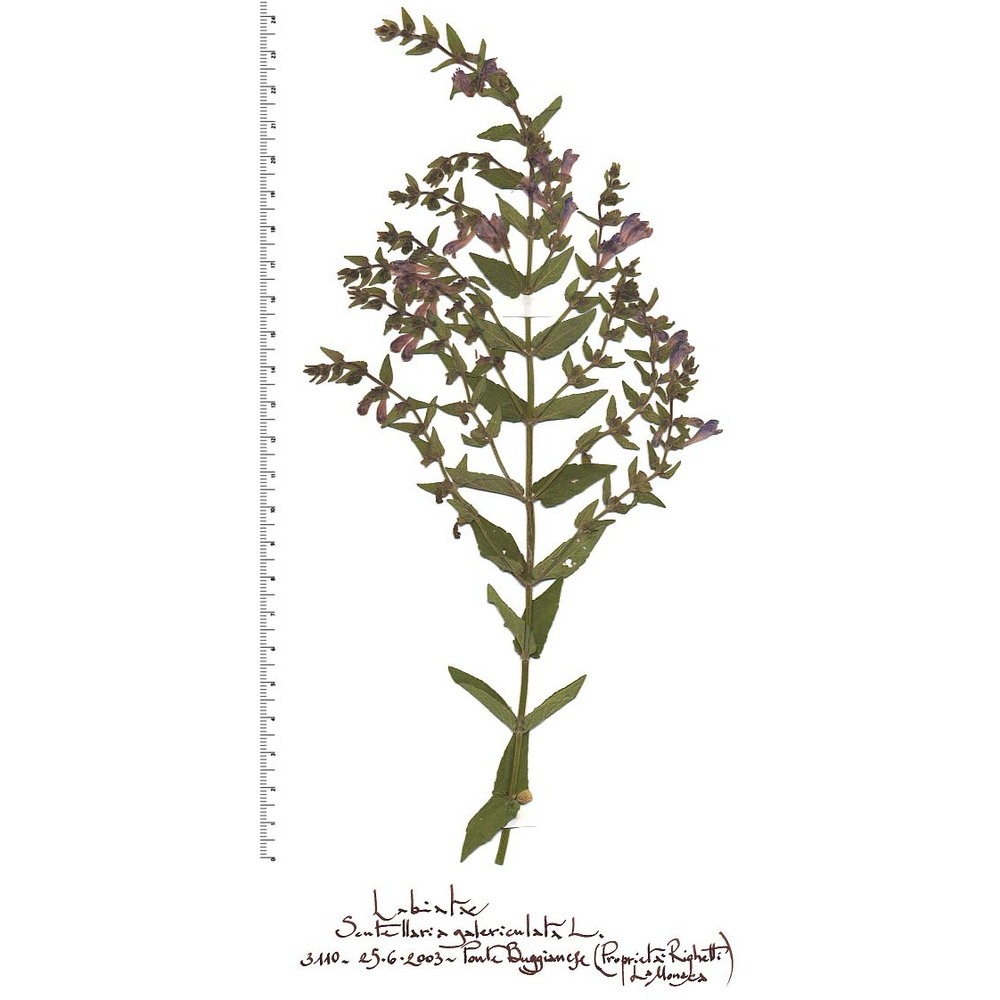 scutellaria galericulata l.