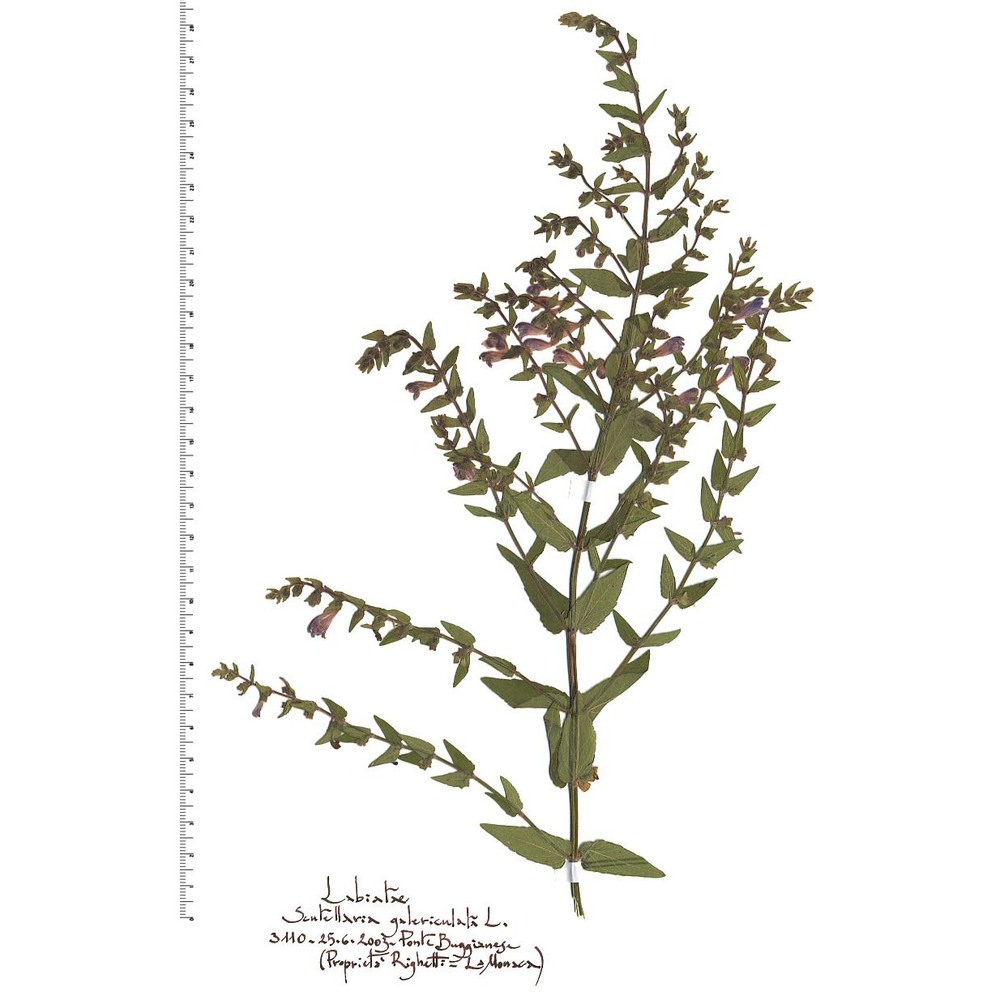 scutellaria galericulata l.