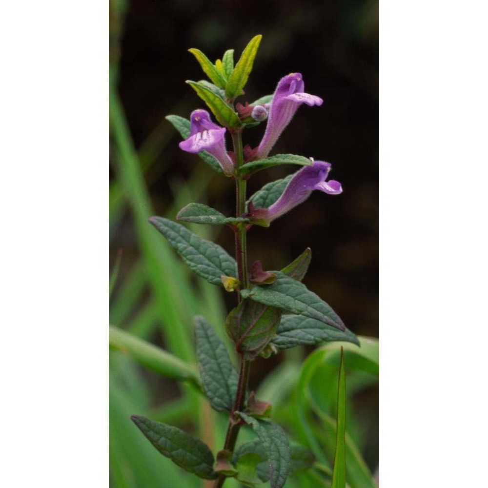 scutellaria galericulata l.