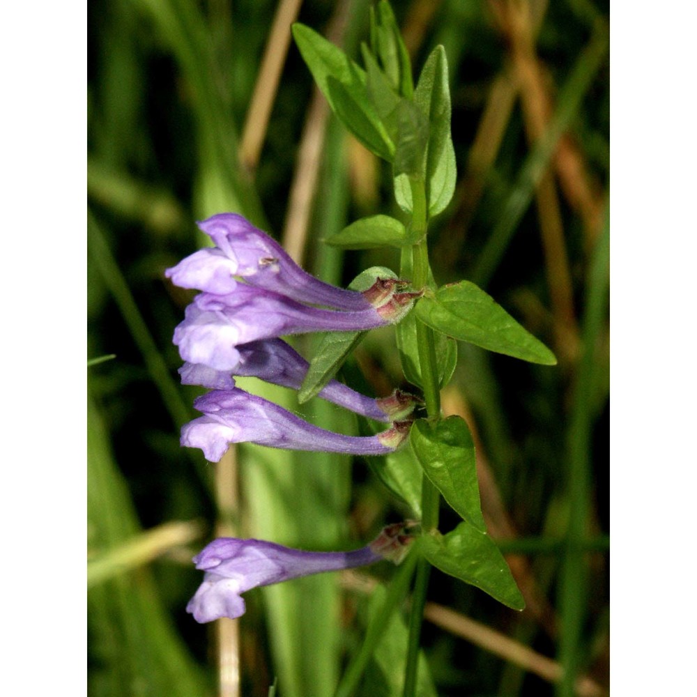 scutellaria hastifolia l.