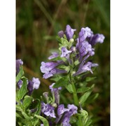 scutellaria hastifolia l.