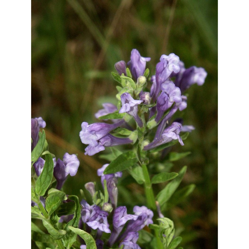 scutellaria hastifolia l.