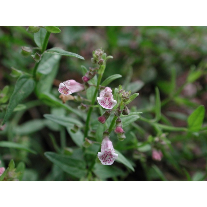 scutellaria minor huds.