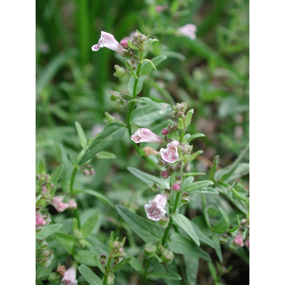 scutellaria minor huds.