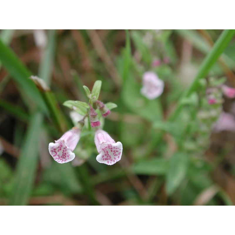 scutellaria minor huds.