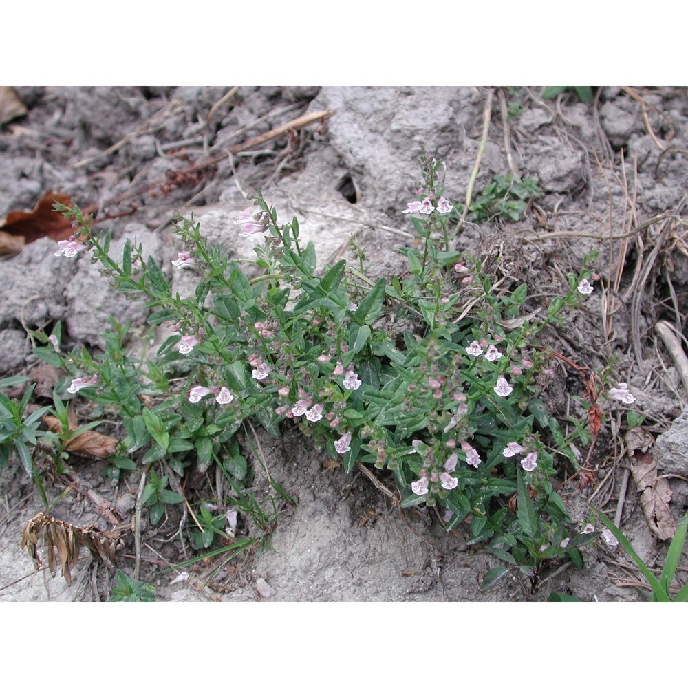 scutellaria minor huds.