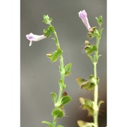 scutellaria rubicunda hornem.