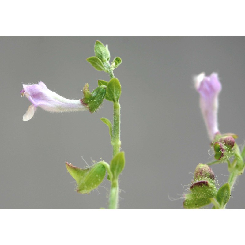 scutellaria rubicunda hornem.