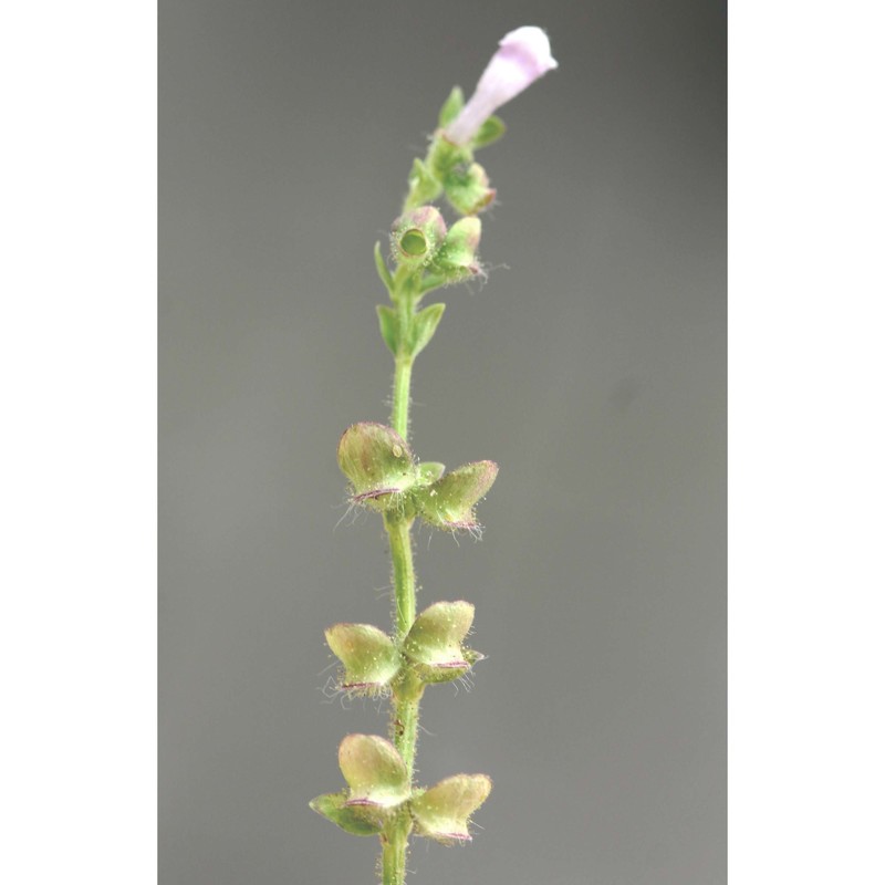 scutellaria rubicunda hornem.