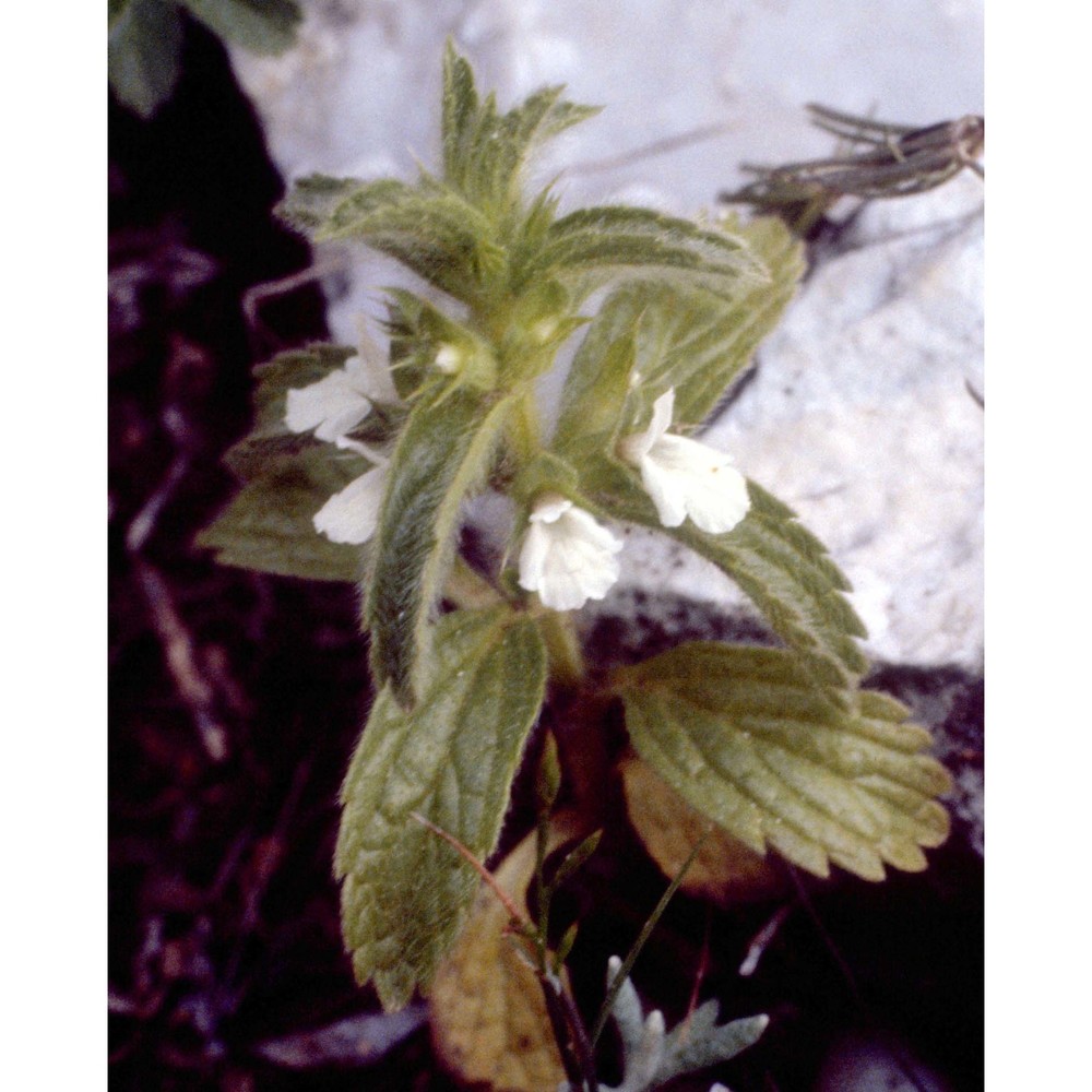 sideritis romana l.