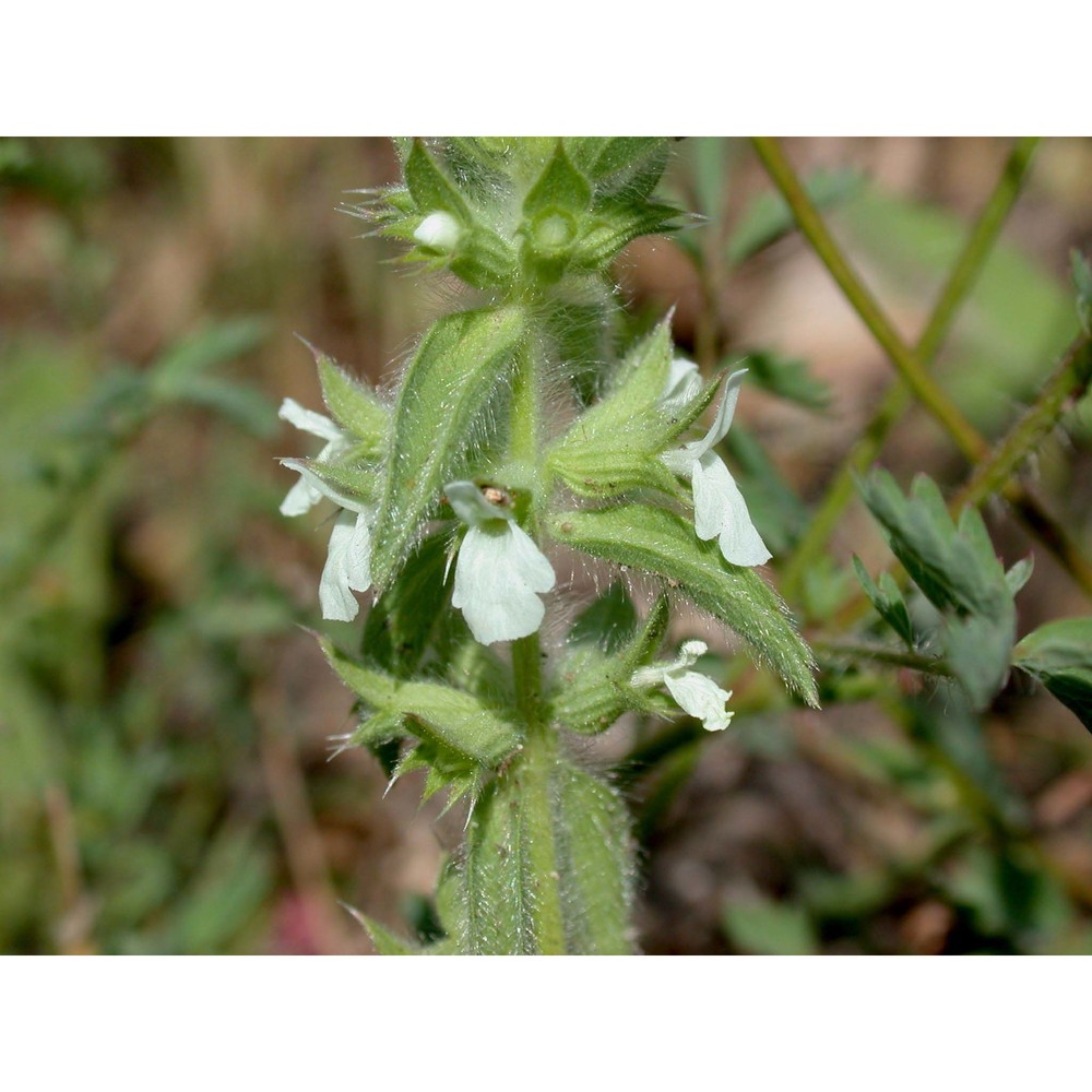 sideritis romana l.