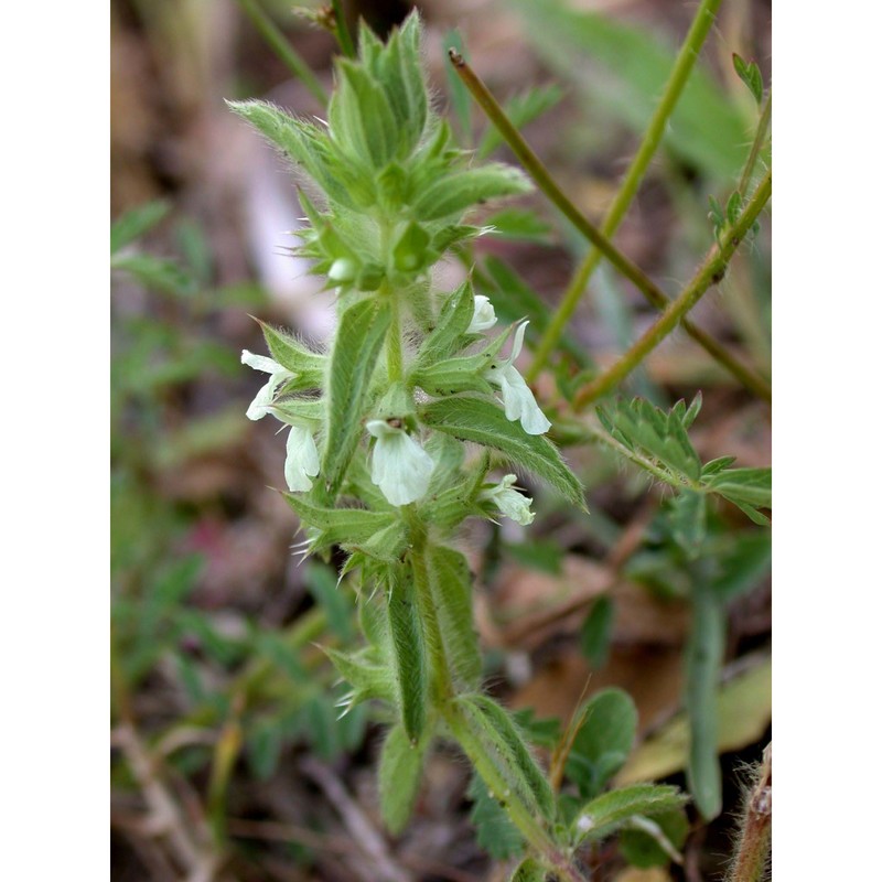 sideritis romana l.