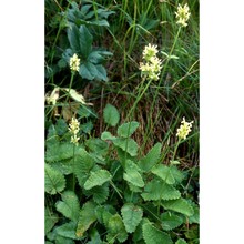 stachys alopecuros (l.) benth.