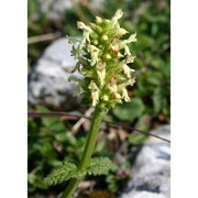 stachys alopecuros (l.) benth.