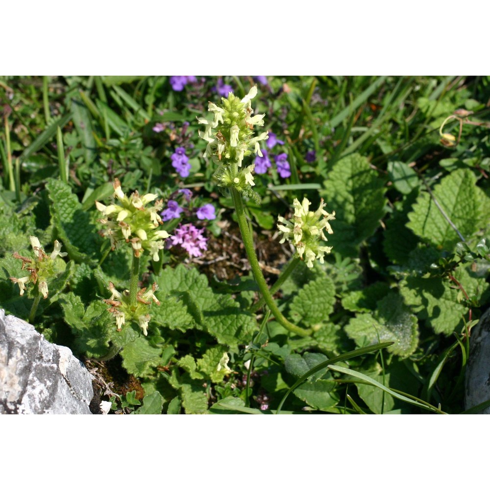 stachys alopecuros (l.) benth.