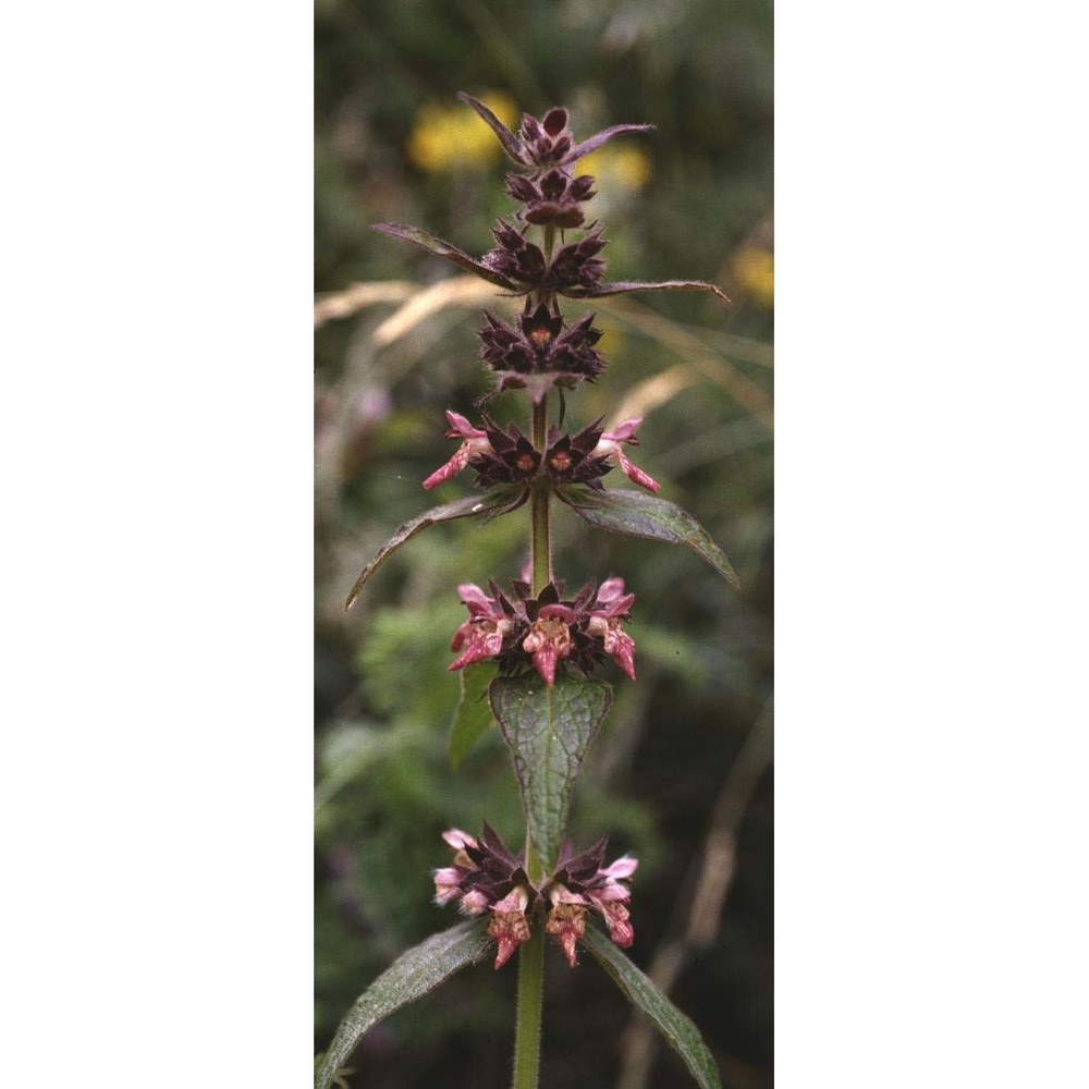 stachys alpina l.