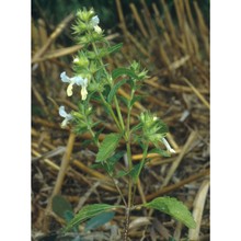 stachys annua (l.) l.