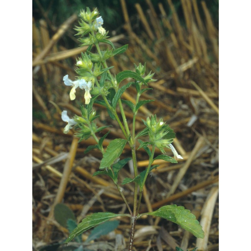 stachys annua (l.) l.