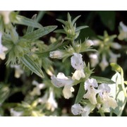 stachys annua (l.) l.