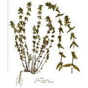 stachys annua (l.) l.