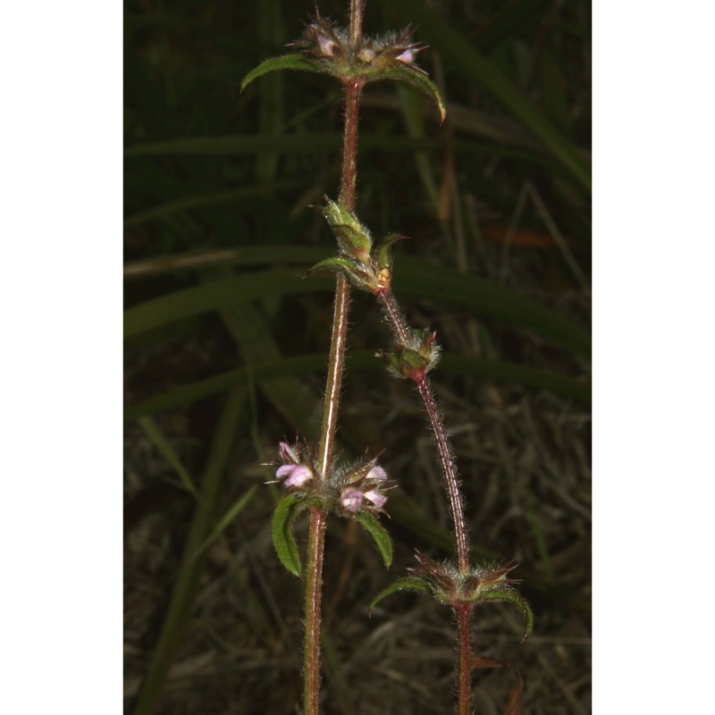 stachys arenaria vahl