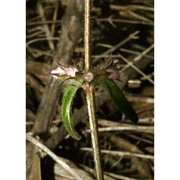 stachys arenaria vahl