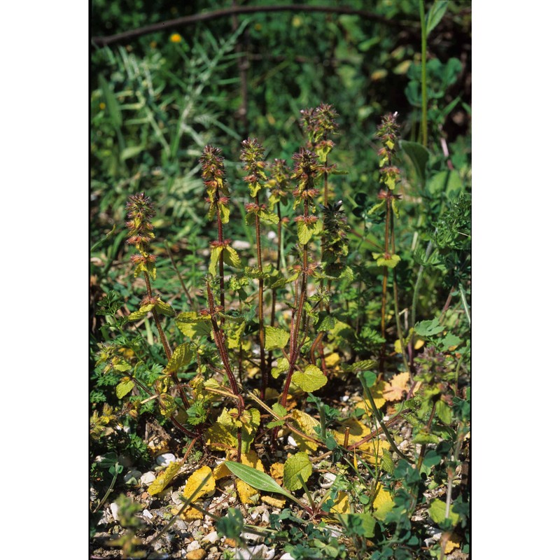 stachys arvensis (l.) l.