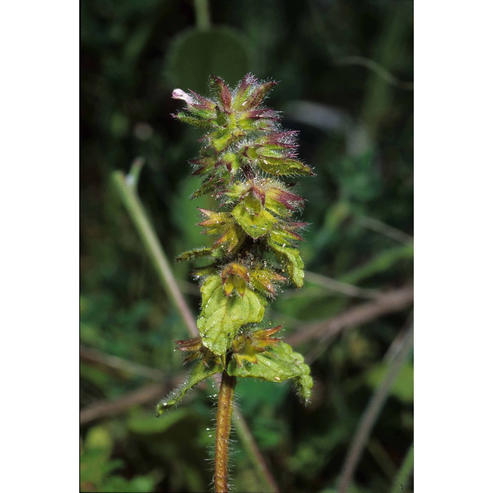 stachys arvensis (l.) l.