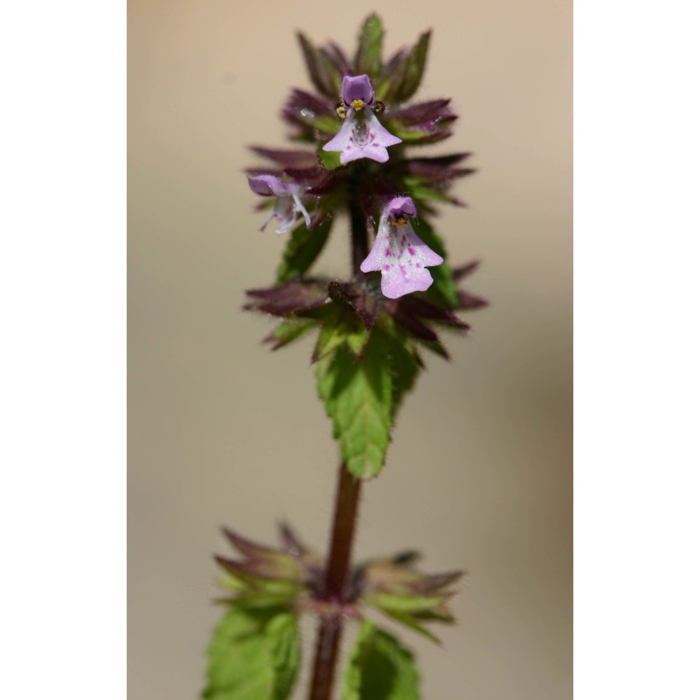 stachys arvensis (l.) l.