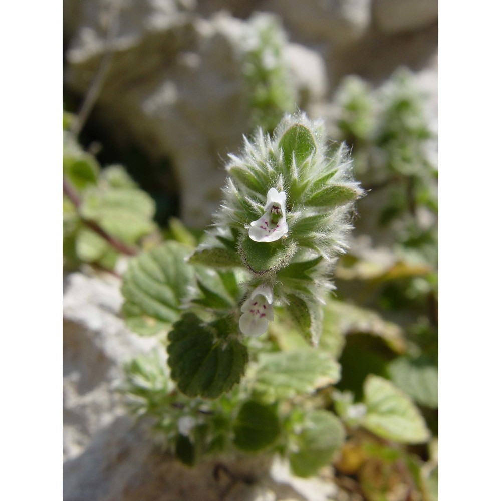 stachys brachyclada de noë ex coss.