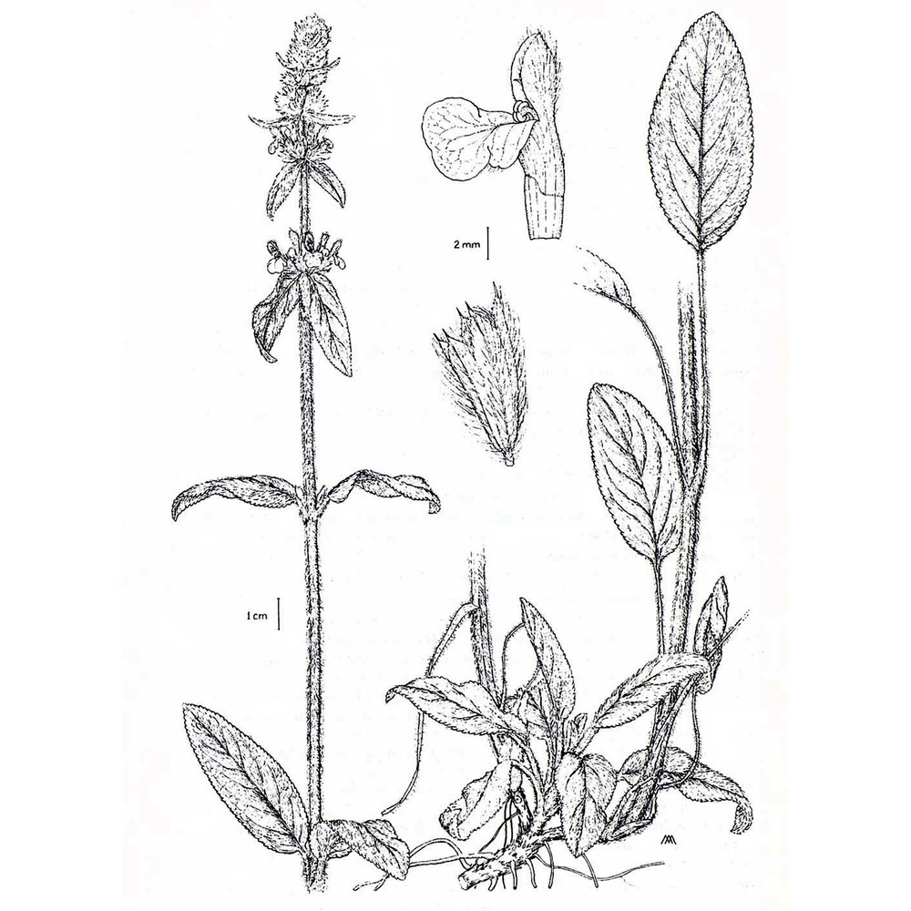 stachys byzantina k. koch