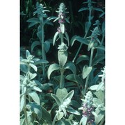 stachys byzantina k. koch