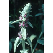 stachys byzantina k. koch